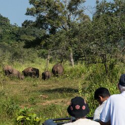 Minneriya National Park Minneriya National park